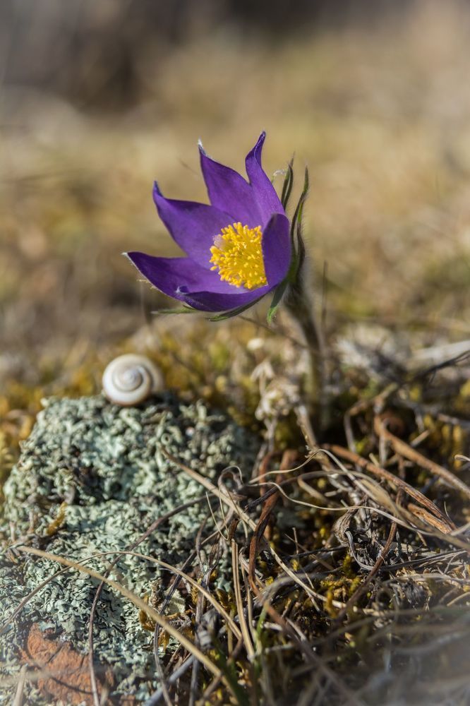 Spring flowers