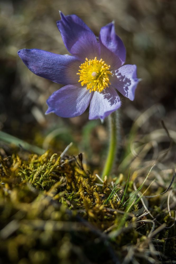 Spring flowers