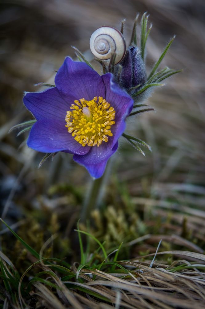 Spring flowers