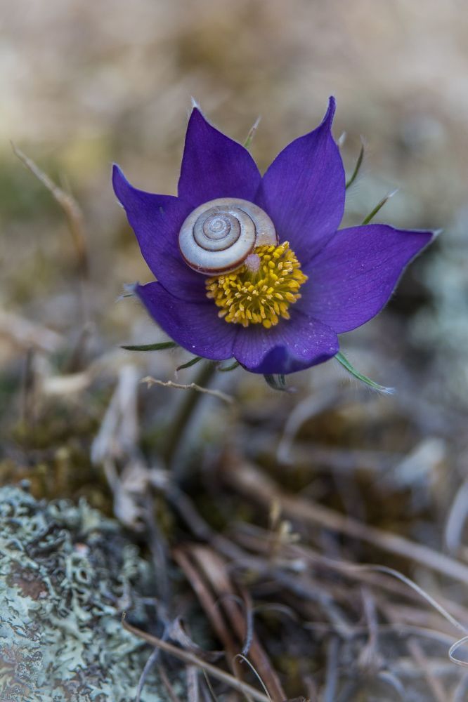 Spring flowers