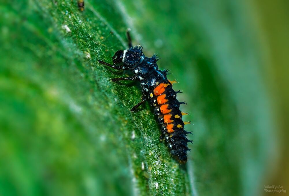 Larva