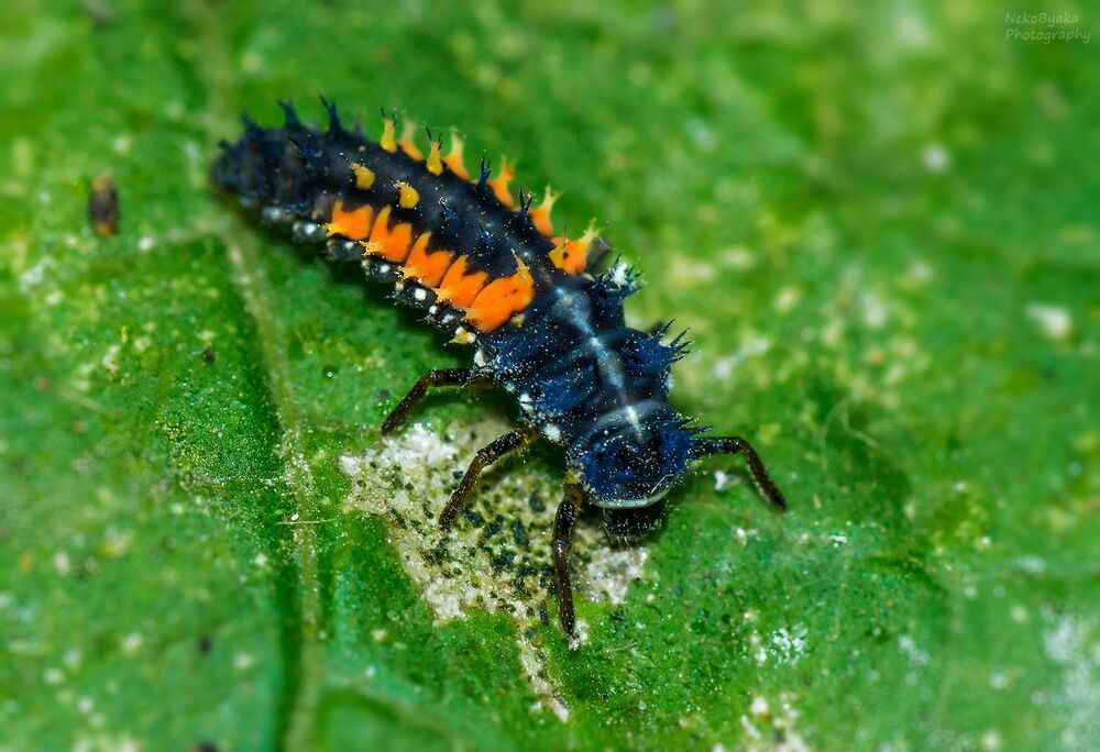 Larva
