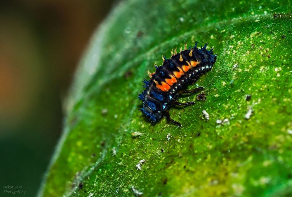 Larva