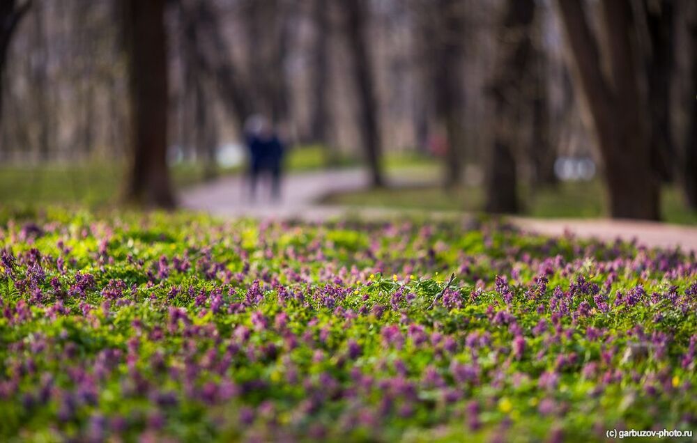 Дворец на фоне первоцвета