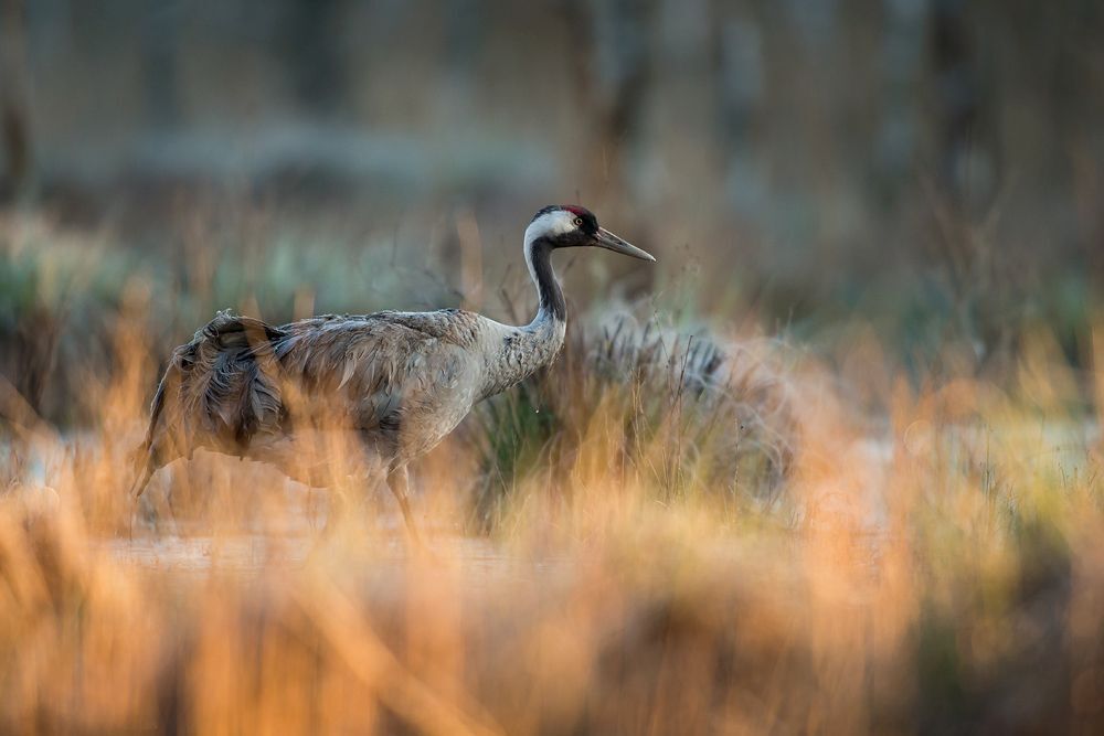 Grus family
