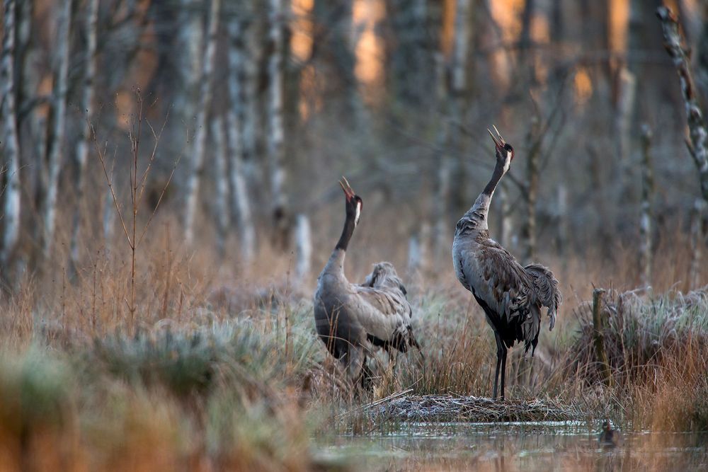 Grus family