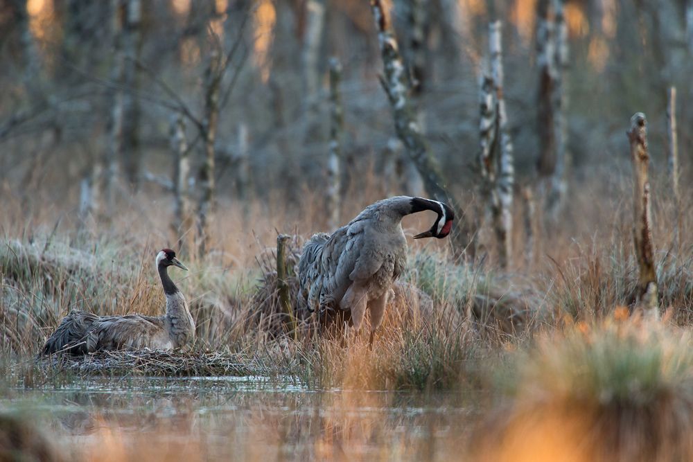 Grus family