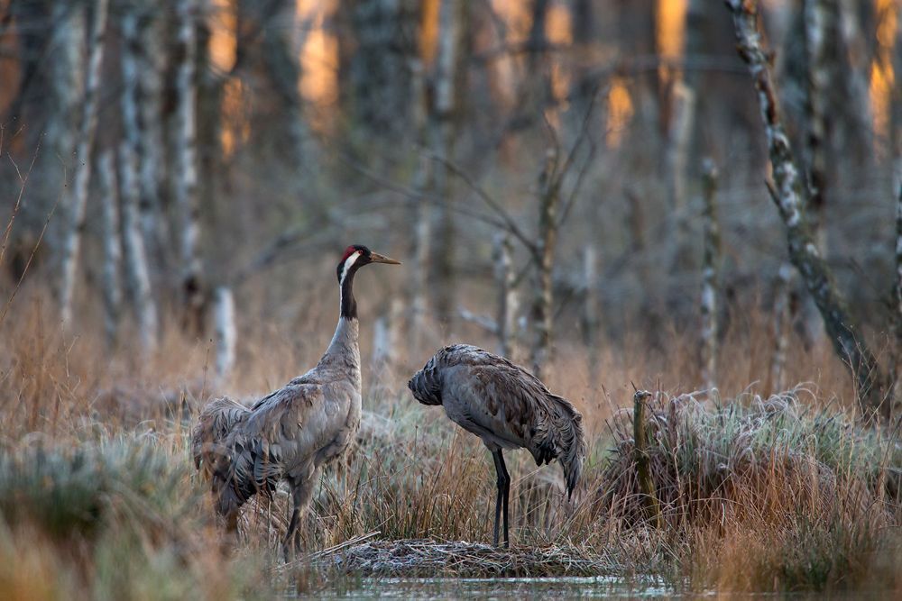 Grus family