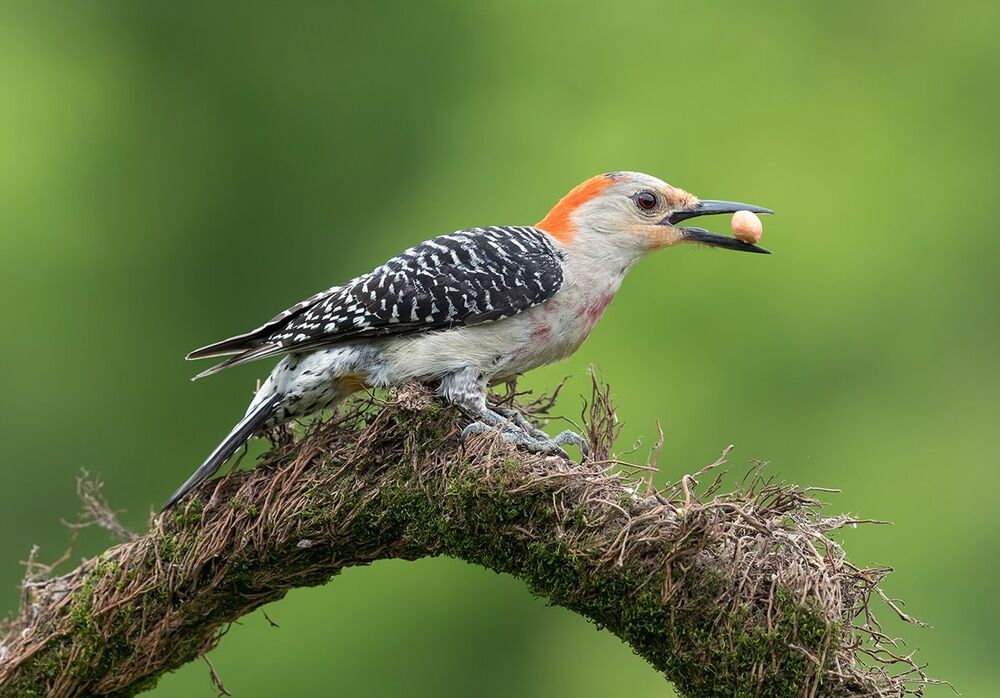 Каролинский меланерпес - Red-bellied Woodpecker