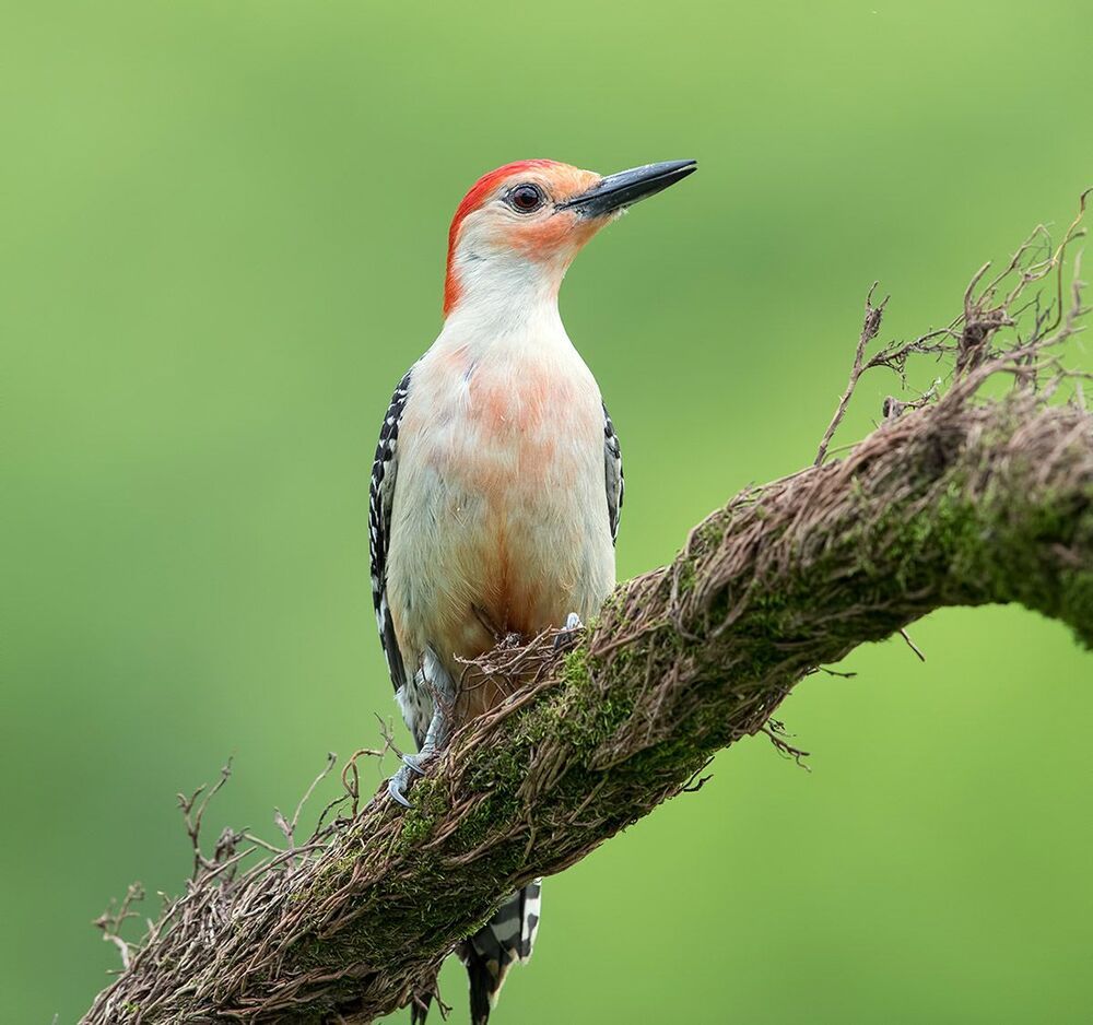 Каролинский меланерпес - Red-bellied Woodpecker