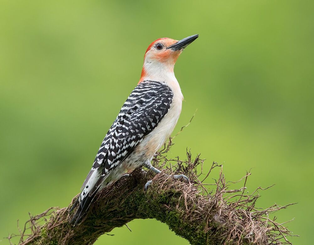 Каролинский меланерпес - Red-bellied Woodpecker