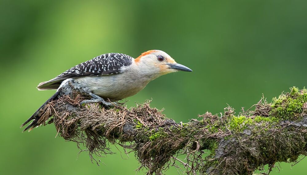 Каролинский меланерпес - Red-bellied Woodpecker