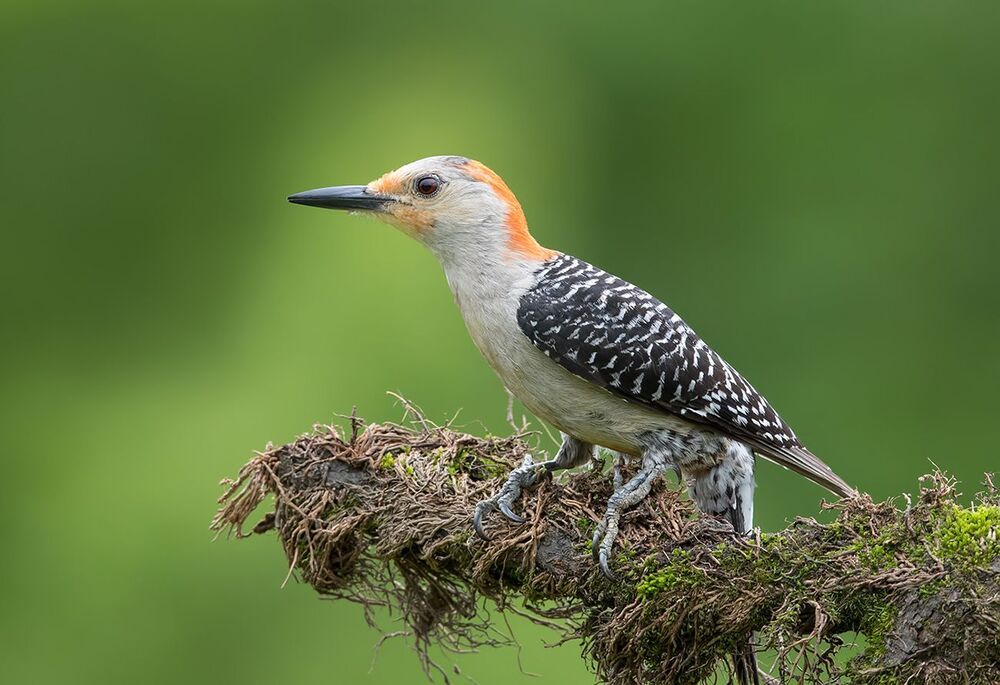 Каролинский меланерпес - Red-bellied Woodpecker