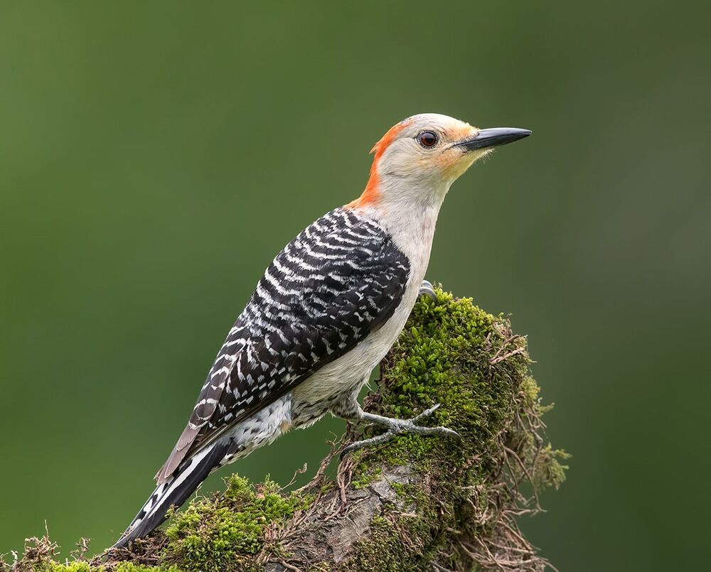 Каролинский меланерпес - Red-bellied Woodpecker