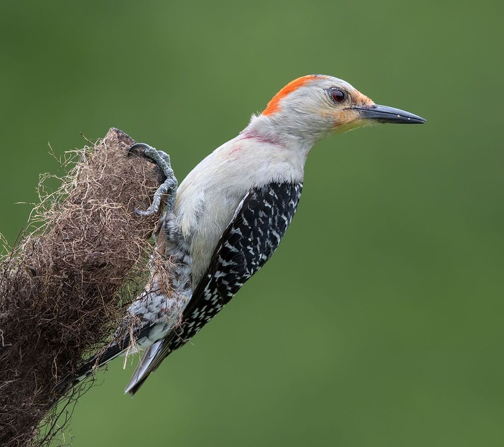 Каролинский меланерпес - Red-bellied Woodpecker