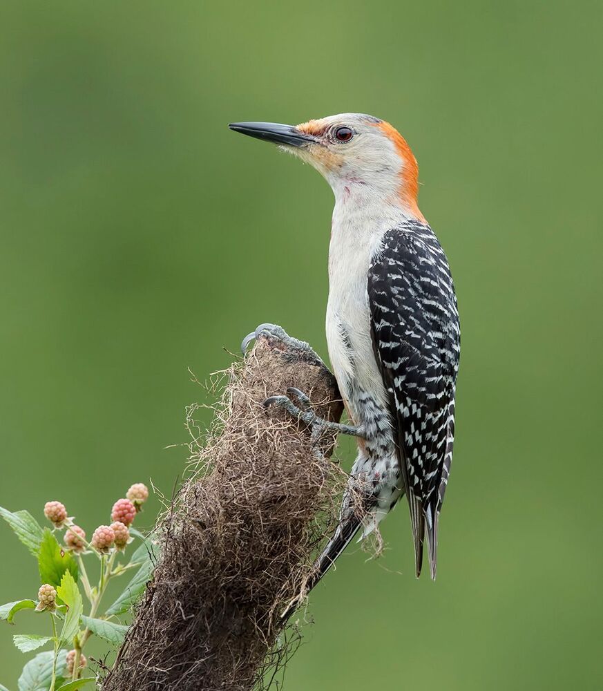 Каролинский меланерпес - Red-bellied Woodpecker