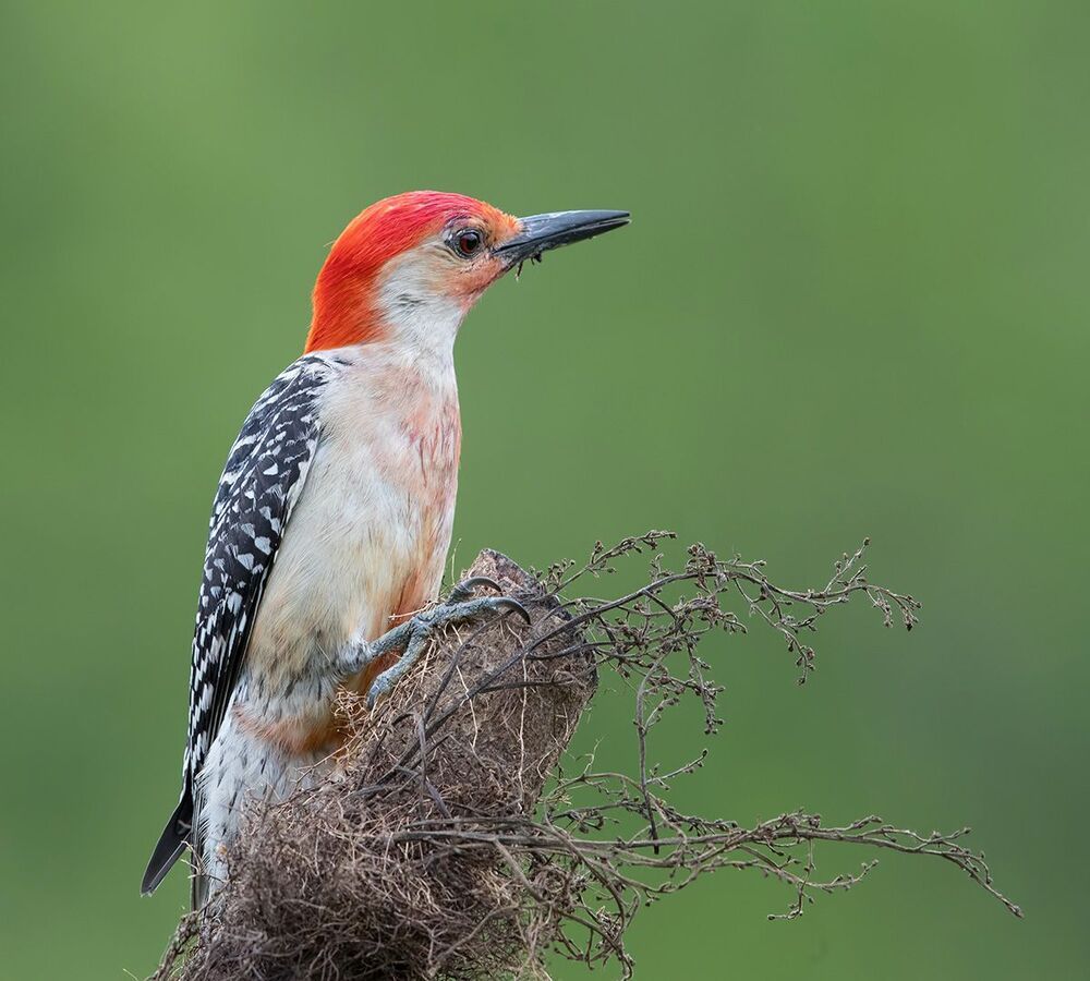 Каролинский меланерпес - Red-bellied Woodpecker