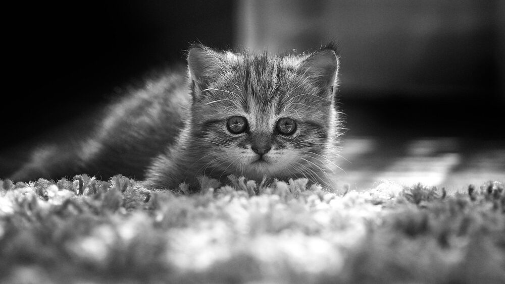 Приключения котятки)