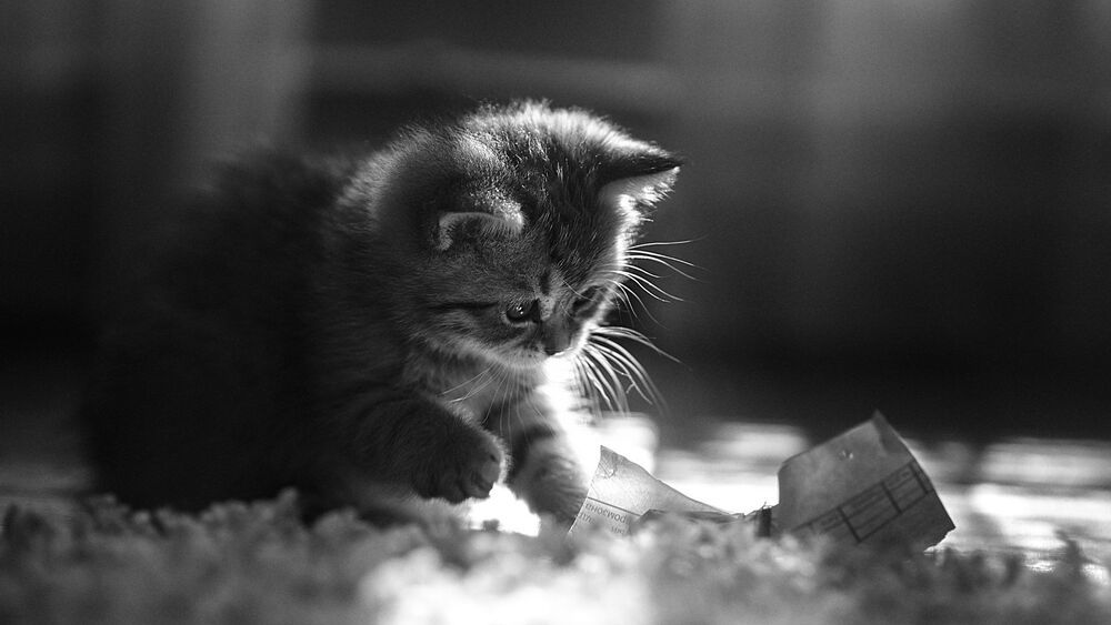 Приключения котятки)