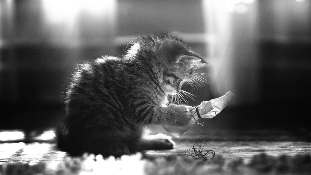 Приключения котятки)