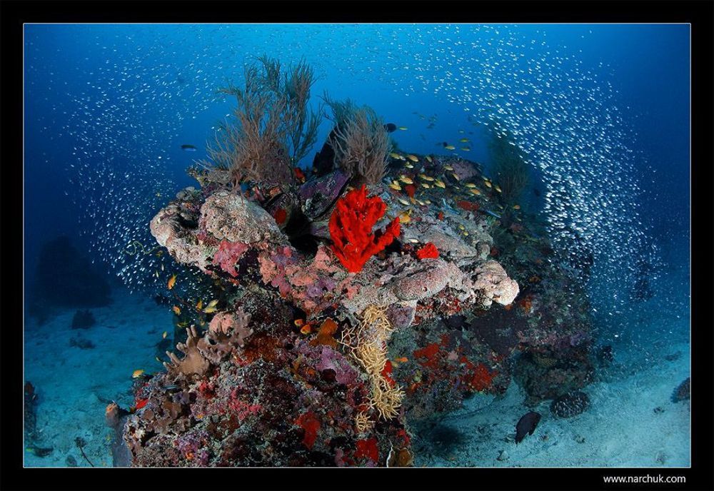 Reef life