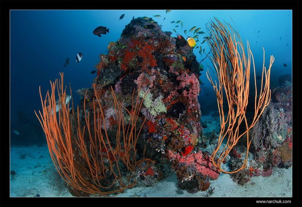 Reef life