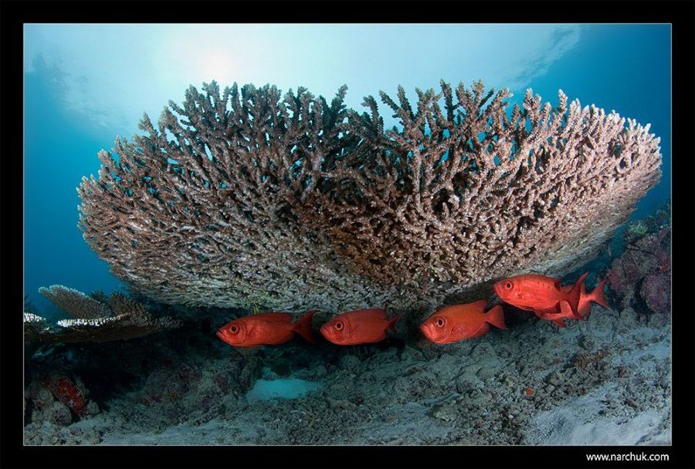 Reef life