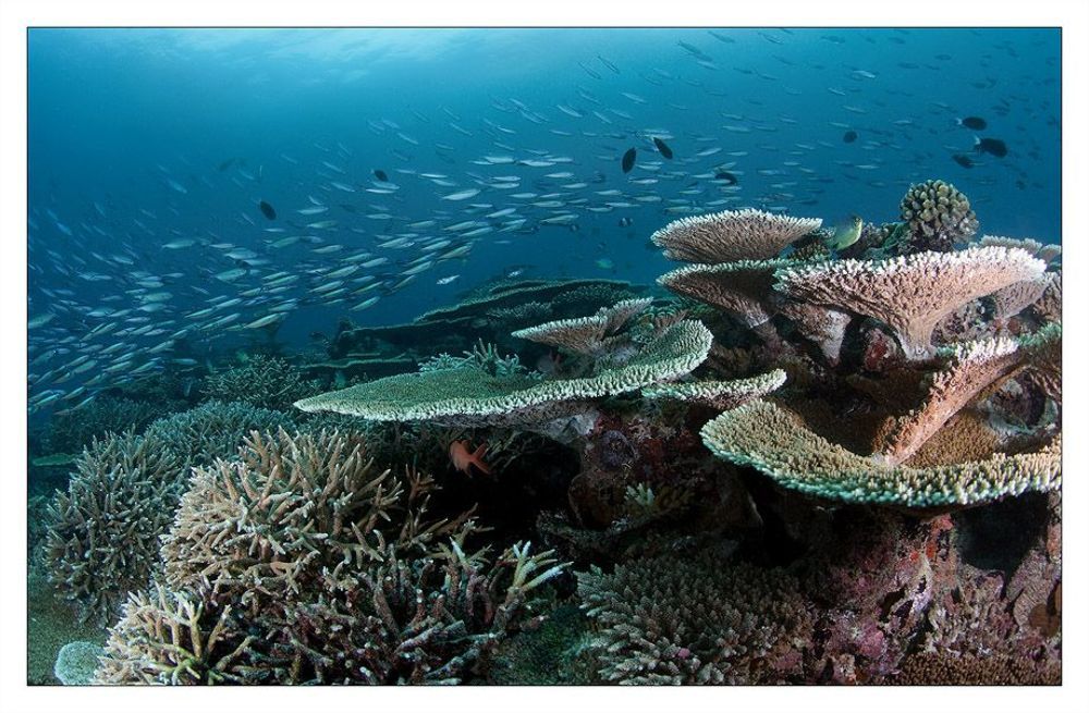 Reef life