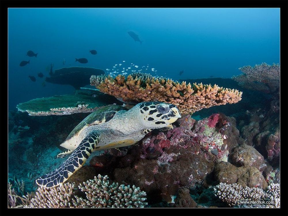 Reef life