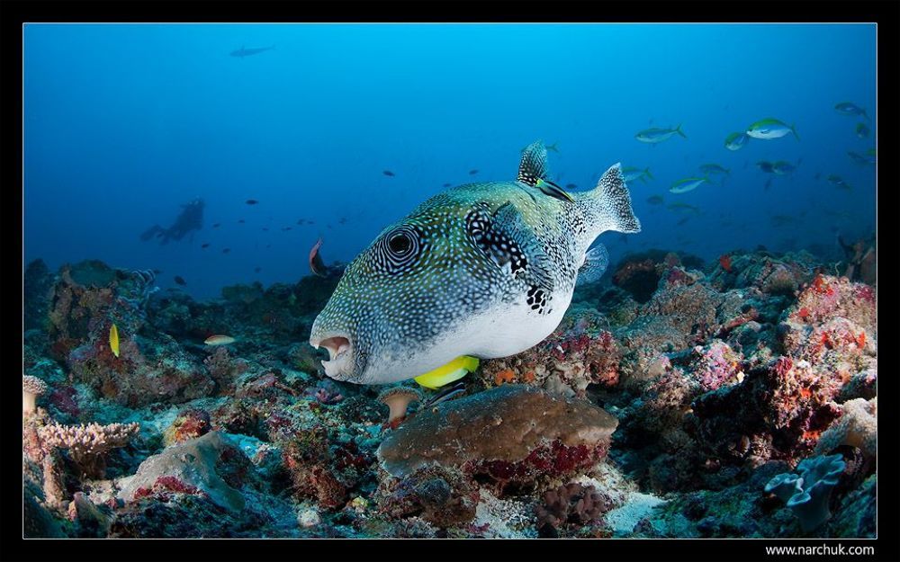 Reef life