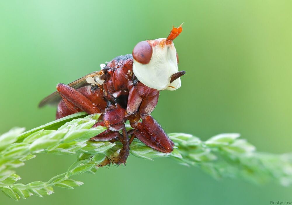 Conopidae, Myopa- эти мухи известны как опылители многих растений. Личинки &ndash; внутренние паразиты жалящих перепончатокрылых, редко Orthoptera, в том числе кладок яиц Dictyoptera, и некоторых высших двукрылых. Яйца откладываются в брюшко хозяина, и в каждом хозяине развивается одна личинка, которая окукливается в его брюшке и зимует в теле мертвого хозяина. Практическое значение в сельском хозяйстве имеют конопиды &ndash; паразиты пчелы-мегахилы, разводимой для опыления культивируемых бобовых.