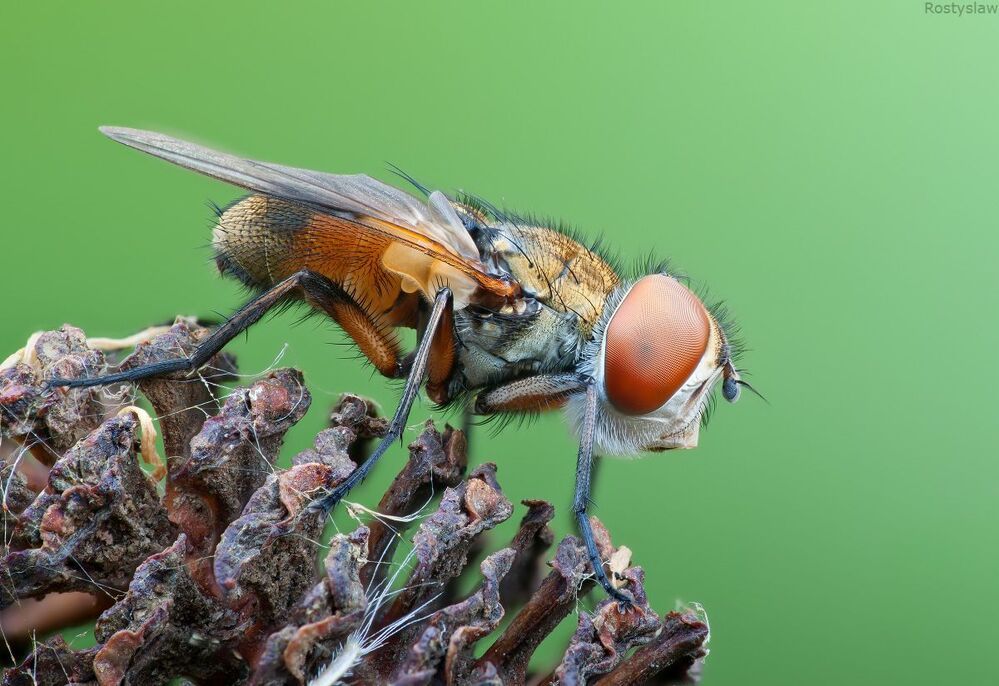 Фазия (Ectophasia crassipennis)-Эти мухи так же опылители, их личинки паразитируют на клопах.