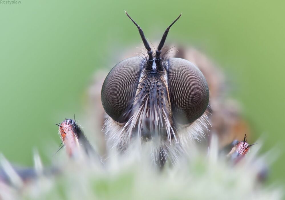 Ктырь(Asilidae)- Это средней величины или крупные мухи, часто с густым и разноцветным опушением, пучком торчащих вперед волосков на голове - так называемой "лицевой бородой", из которой выступает колюще-сосущий хоботок.  Удивительна быстрота и реакция ктырей. Острота выпуклых глаз настолько велика, что к сидящим ктырям трудно подойти незамеченным. Необычайная прожорливость заставляет их охотиться непрерывно. Ктыри нападают на самых различных насекомых, схватывая их как в воздухе, так и на земле. Часто добыча превышает по размерам хищника, например, отмечены случаи нападения ктырей на стрекоз, жуков-скакунов. С другой стороны, они сами могут становиться добычей этих хищников.