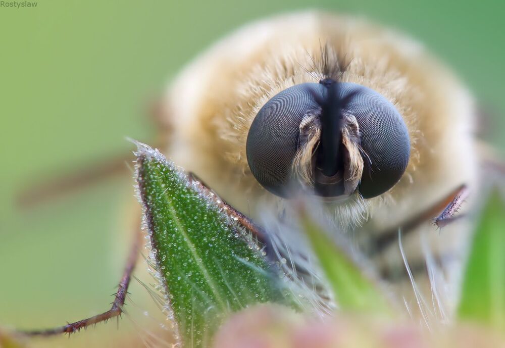 Жужжало большое (Bombylius major) -По скорости и маневренности полета мухи-жужжалы (Bombyliidae) превосходят многих других двукрылых. Хоботком, иногда не уступающим длине тела, жужжалы высасывают нектар из цветков с глубоким венчиком, зависая над ними в полете.