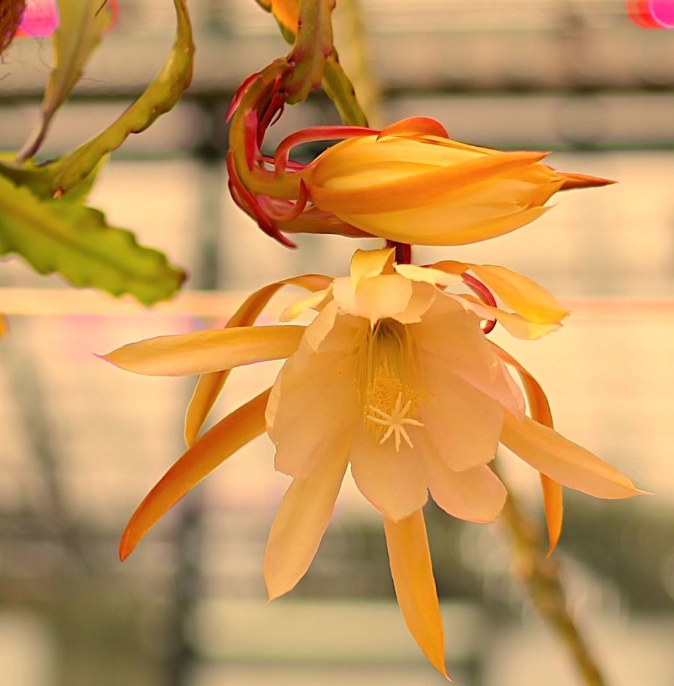 Epiphyllum