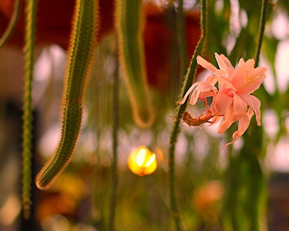 Epiphyllum