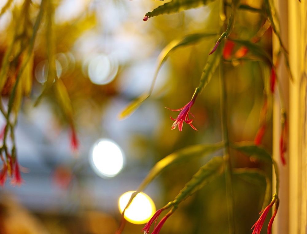 Epiphyllum
