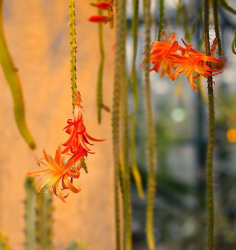 Epiphyllum