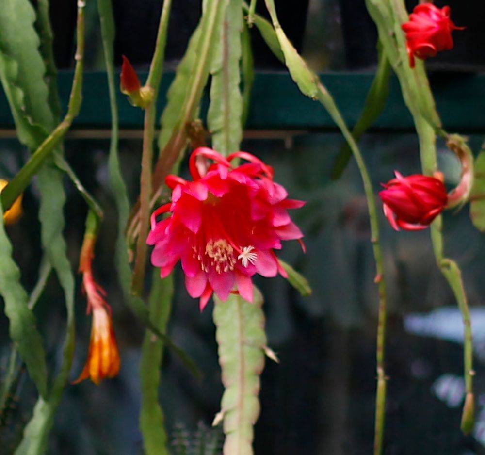 Epiphyllum