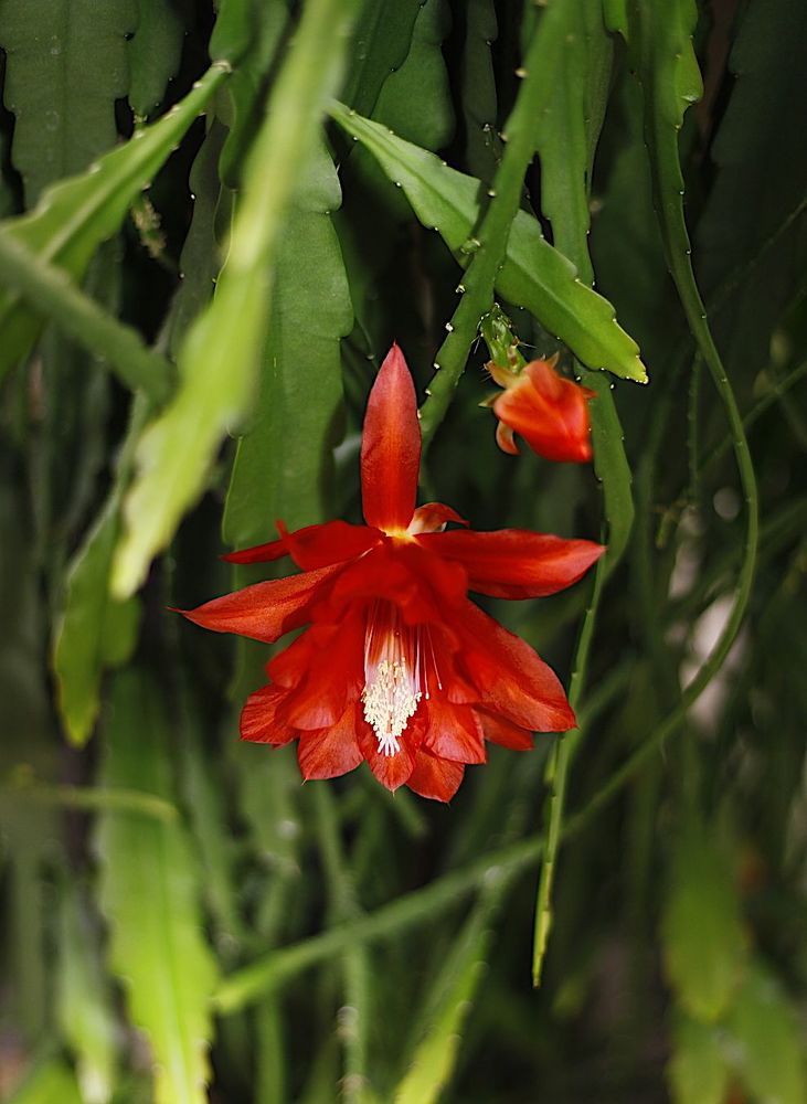 Epiphyllum