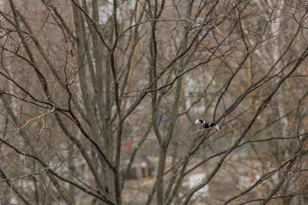 Photo 1100769