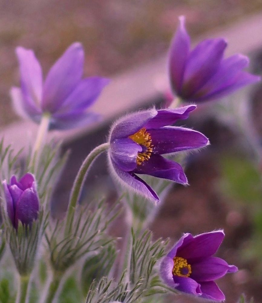 Anemone
