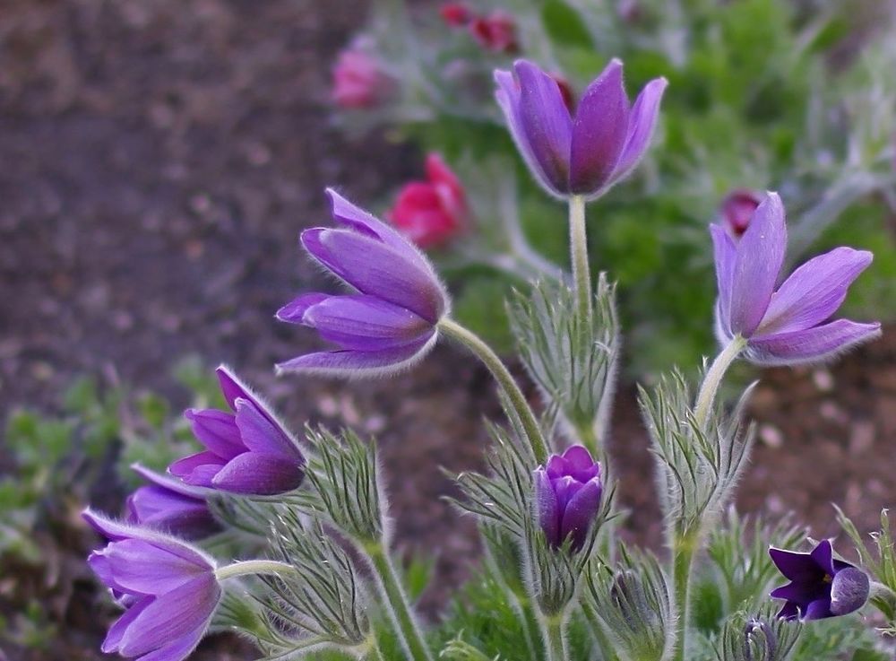 Anemone