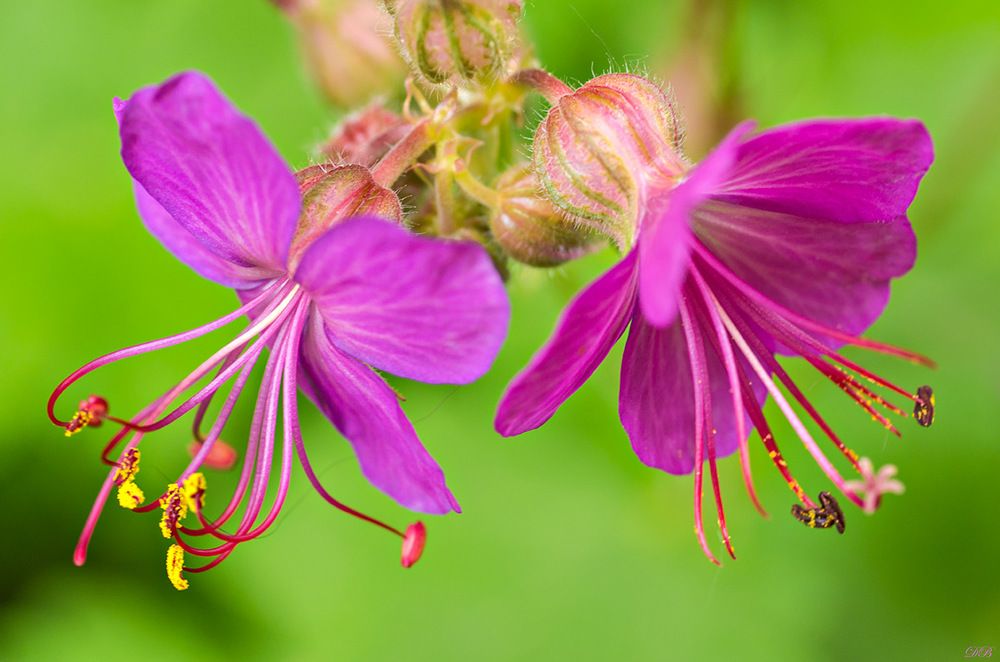 Geranium macrorrhizum