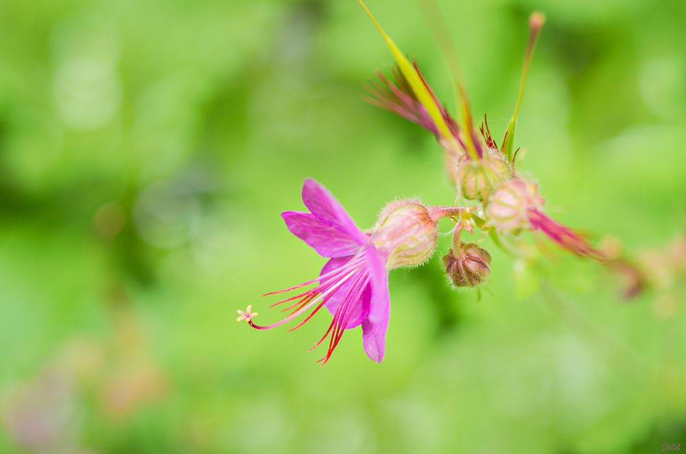 Geranium macrorrhizum