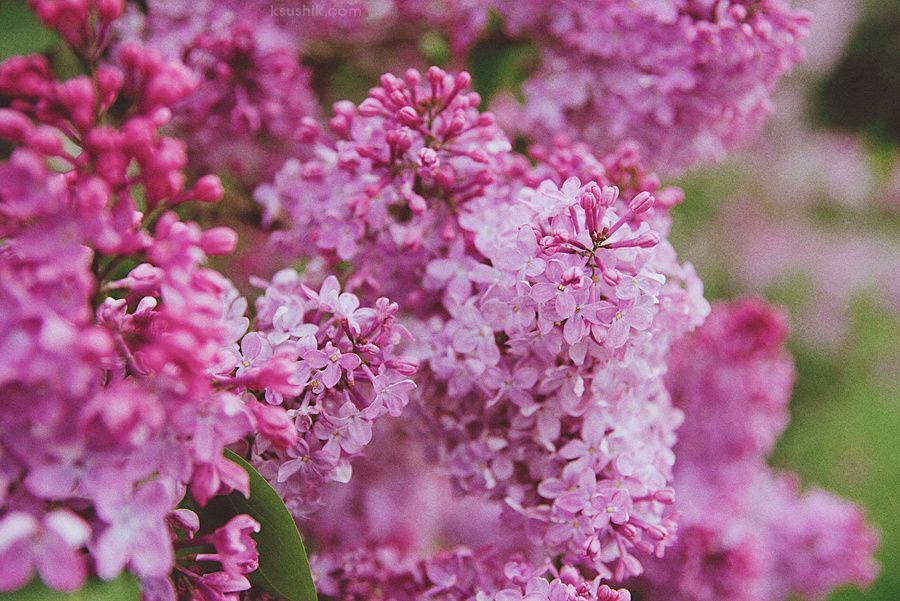 Lilac Garden