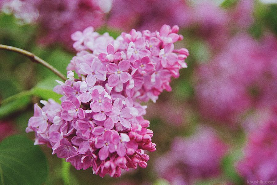 Lilac Garden