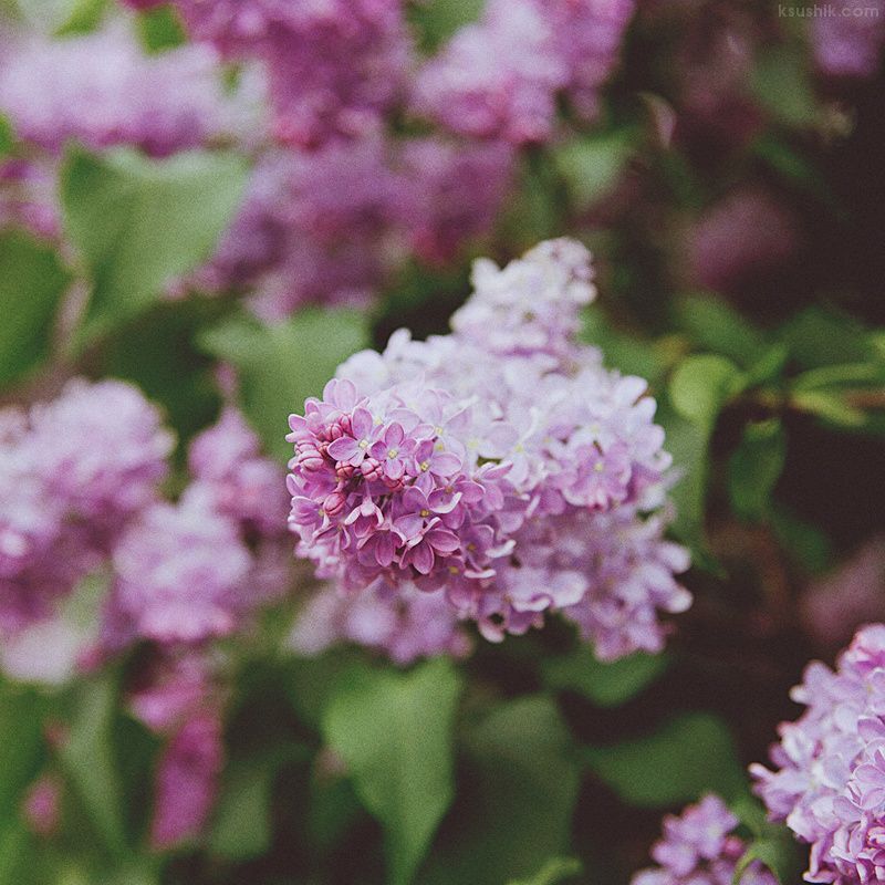Lilac Garden