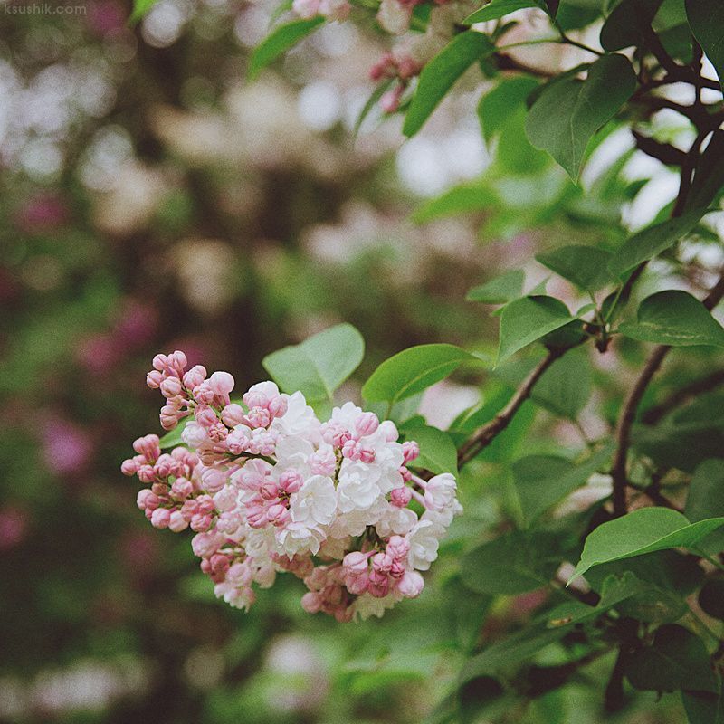 Lilac Garden