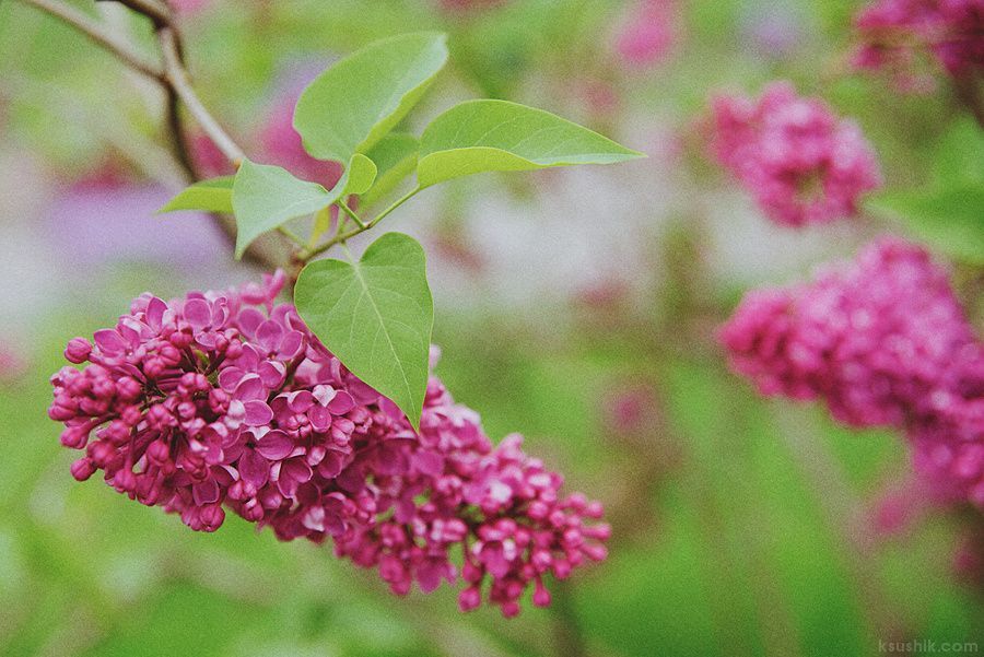 Lilac Garden